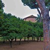 Apse of the Church of Santa Sabina seen from the orange garden (Parco degli Aranci)